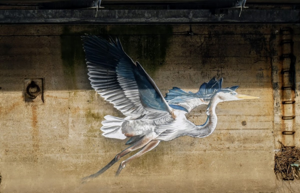 Monday Portraits:&nbsp; All About&nbsp;Herons