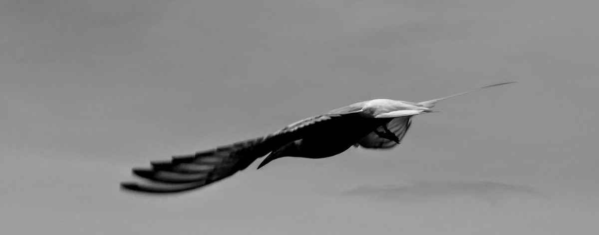 ‘No Bird Soars Too High if He Soars with His Own&nbsp;Wings’